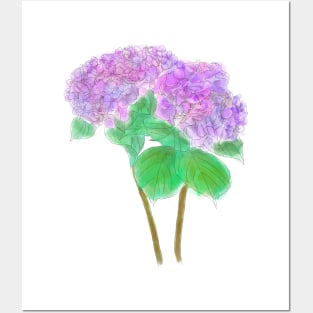 2 purple and pink hydrangeas Posters and Art